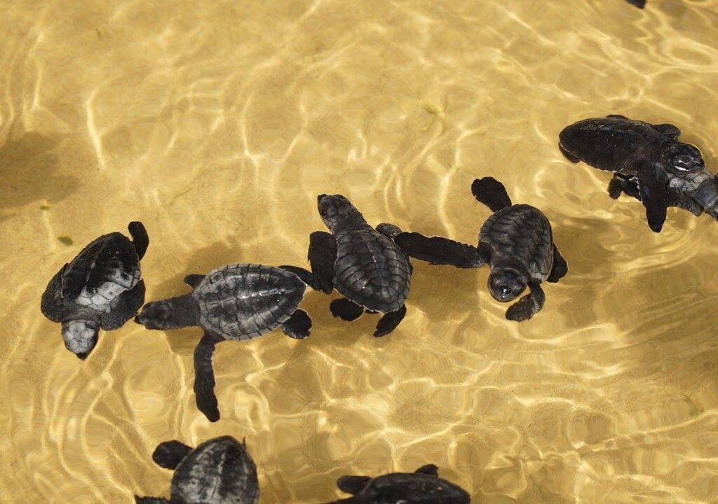 turtle-hatchery-hikkaduwa